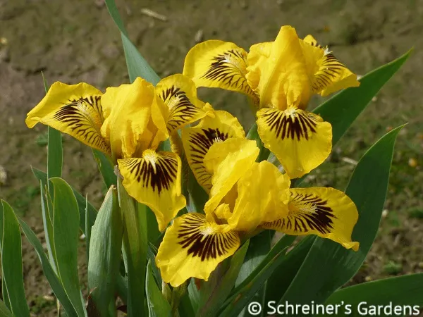 Eyebright